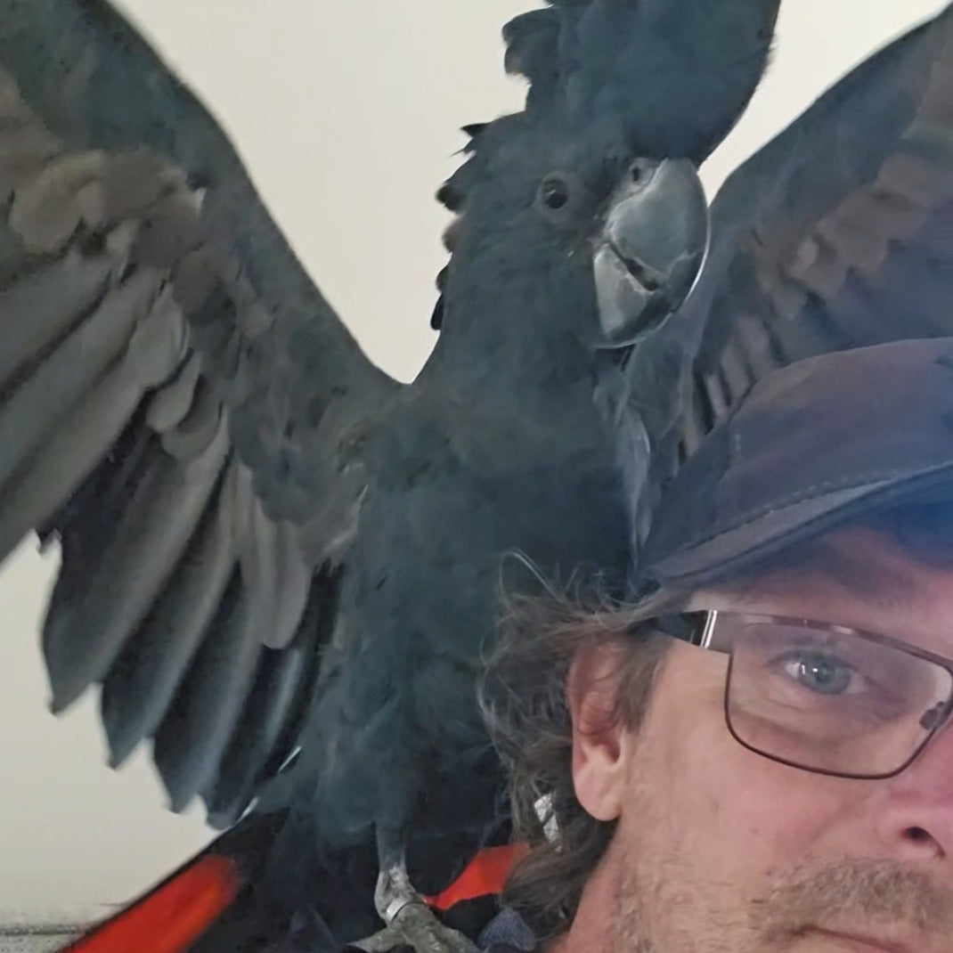 A close-up selfie showing a large black bird with wings spread, perched on a person's shoulder. The person is wearing a dark cap and glasses, with a plain light background behind.