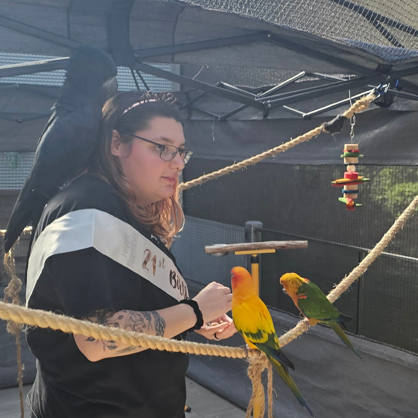 A woman wearing a black shirt and a white sash with '21st Birthday' printed on it, interacting with two colorful conures and a black bird in an aviary enclosure.