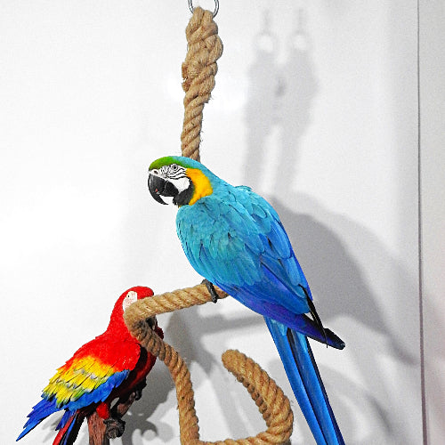 Apollo the Blue and Gold Macaw on the Majick Feathers Super Dooper Jumbo Boing