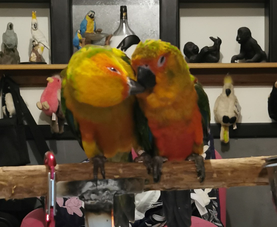 Two live sun conure parrots perched together on a wooden perch in an indoor setting