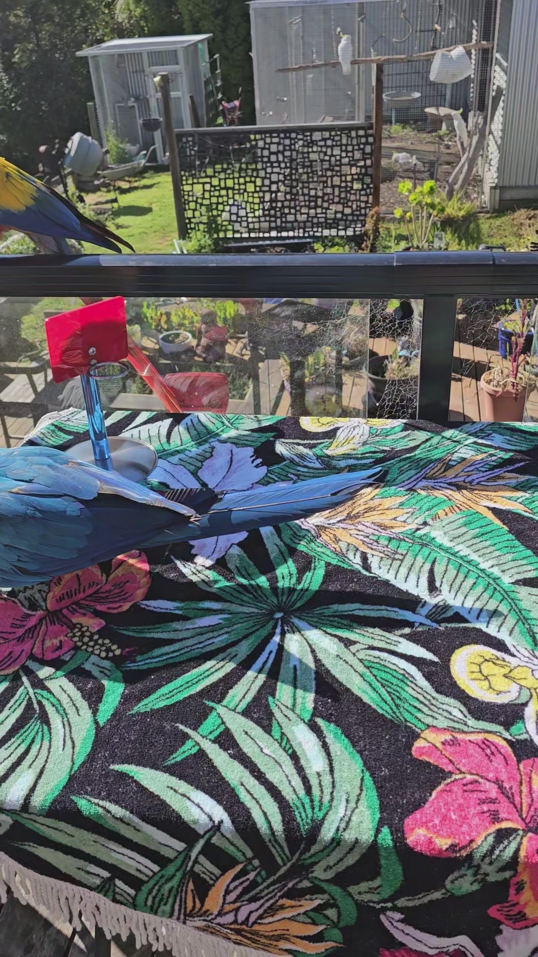 Majick Feathers Birdy Basketball